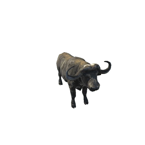 buffalo_sv_rm (1)